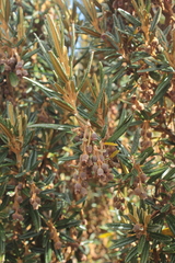 Miconia salicifolia