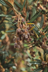 Miconia salicifolia