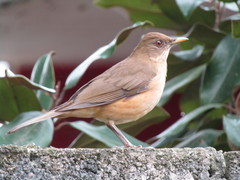 Turdus grayi