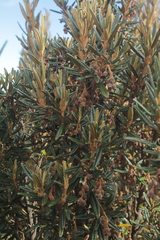 Miconia salicifolia
