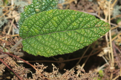 Rubus acanthophyllos