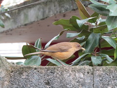 Turdus grayi
