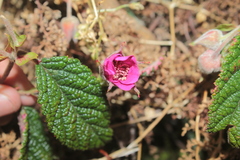 Rubus acanthophyllos