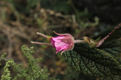 Rubus acanthophyllos