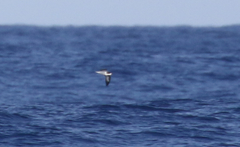 Pterodroma sandwichensis