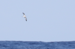 Pterodroma sandwichensis