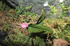 Rubus acanthophyllos