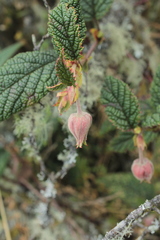 Rubus acanthophyllos