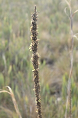 Chusquea tessellata