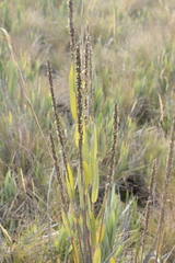 Chusquea tessellata