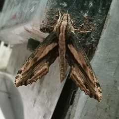 Xylophanes guianensis