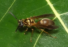 Polybia chrysothorax