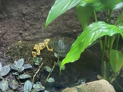 Atelopus zeteki