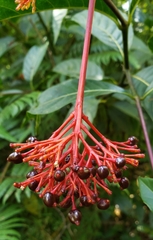 Palicourea croceoides