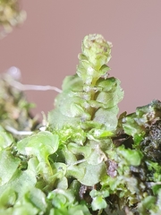 Scapania irrigua