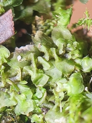 Scapania irrigua