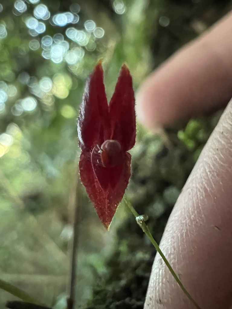 Lepanthes lingulosa