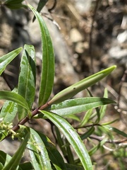 Veronica angustissima