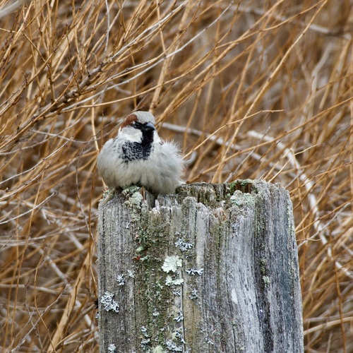 House Sparrow photographed in New Hampshire