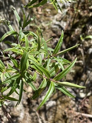 Veronica angustissima