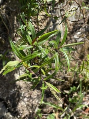 Veronica angustissima