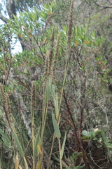 Chusquea tessellata