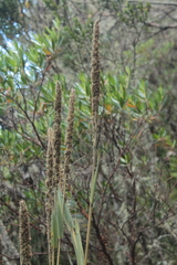 Chusquea tessellata