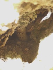 Chalcides ocellatus ocellatus