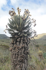 Espeletia murilloi