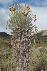 Espeletia murilloi