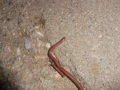 Xerotyphlops vermicularis