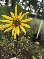 Silphium radula