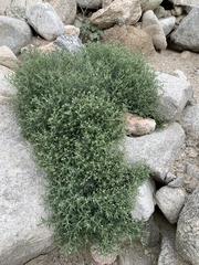 Johnstonella racemosa