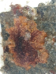 Schizoporella errata