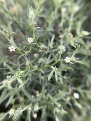 Johnstonella racemosa