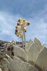 Espeletia barclayana