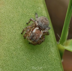 Maratus anomalus