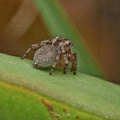 Maratus anomalus