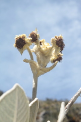 Espeletia barclayana