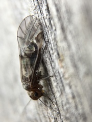 Psocodea
