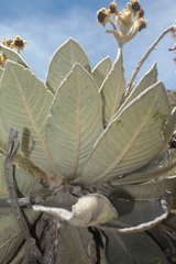Espeletia barclayana