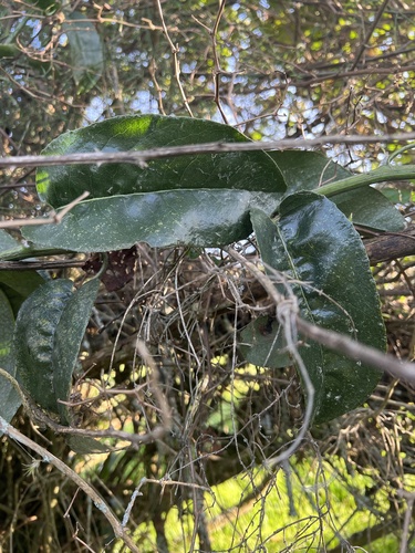 Dendrophorbium americanum, photograph 5