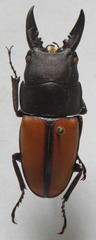 Prosopocoilus doris