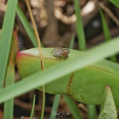 Maratus anomalus