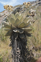 Espeletia barclayana