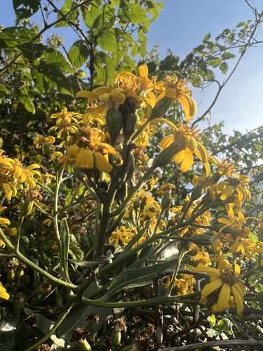 Dendrophorbium americanum, photograph 4