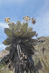 Espeletia barclayana