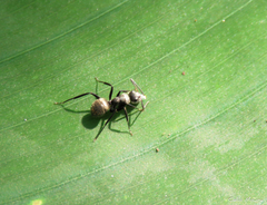 Camponotus arboreus