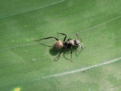Camponotus arboreus