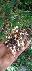 Tournefortia hartwegiana